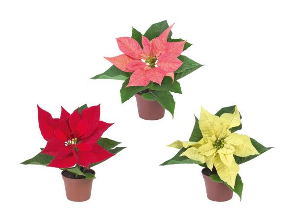 Poinsettia "Mini"