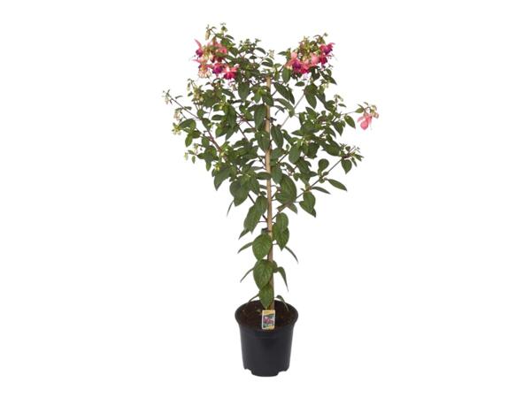 Stem Fuchsia