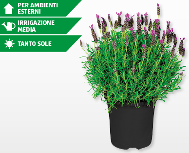 Lavanda GARDENLINE(R)