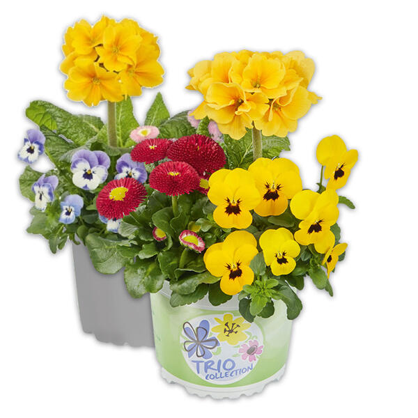 Spring Checkies Trio Mix