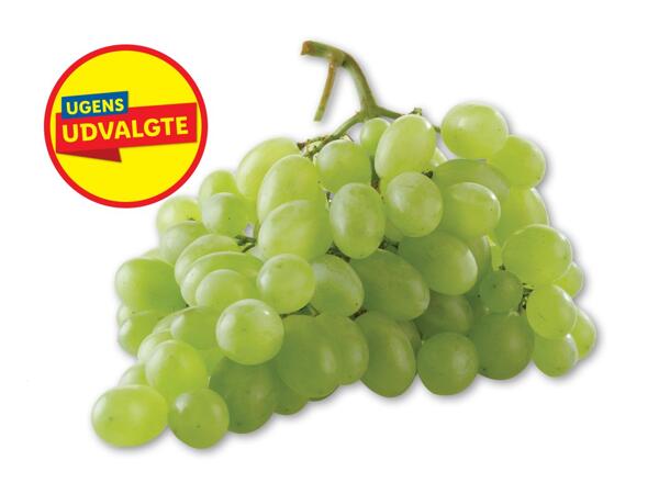 Grønne kernefri vindruer