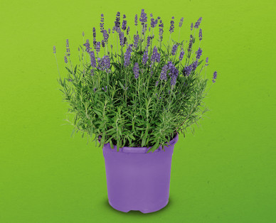 Lavendel