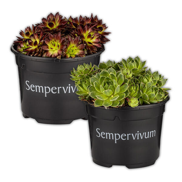 Sempervivum "Hauswurz"