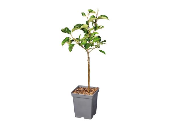 Dwarf Fruit Tree