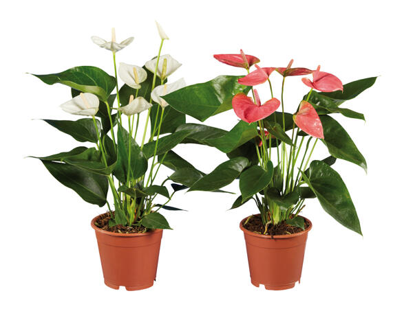 Anthurium Andreanum