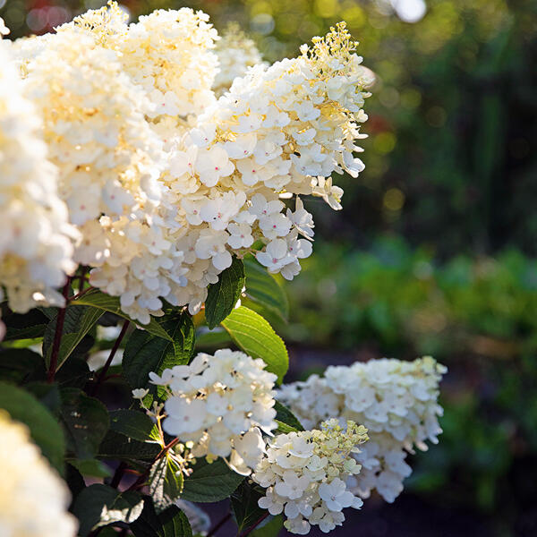 Rispen Hortensie