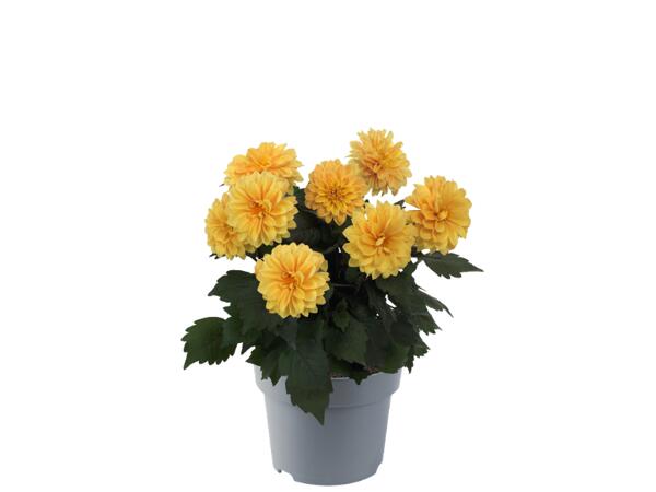 Dahlia
