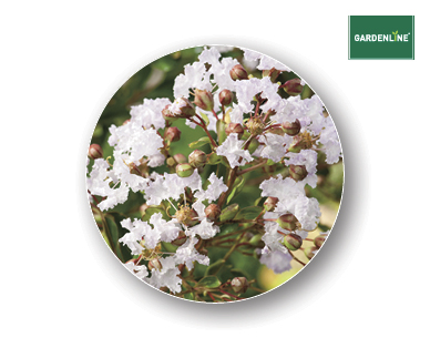 CREPE MYRTLE 200MM