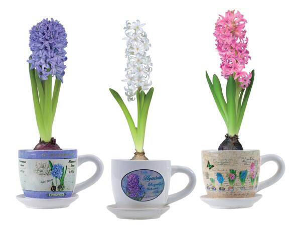 Hyacinths in cups