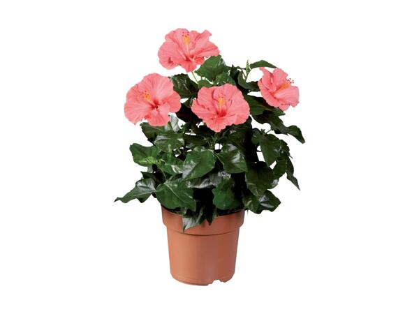 Hibiscus