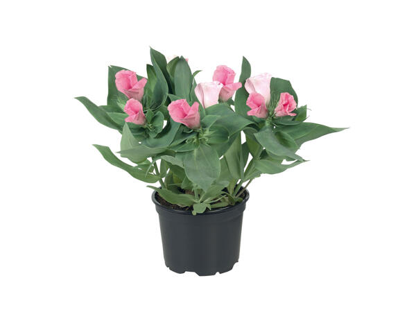 Eustoma