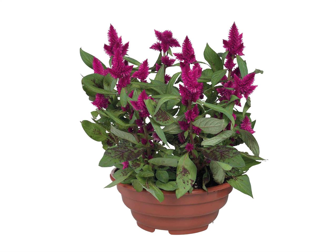 Flowering Plants in Tub1