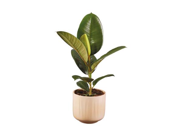 Grøn plante i keramik