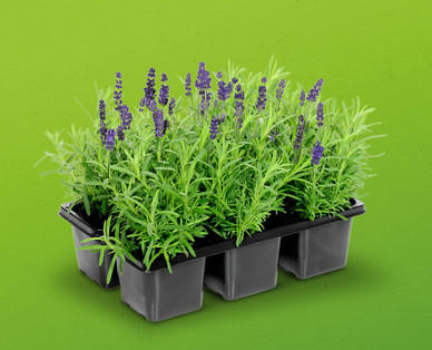Lavendel