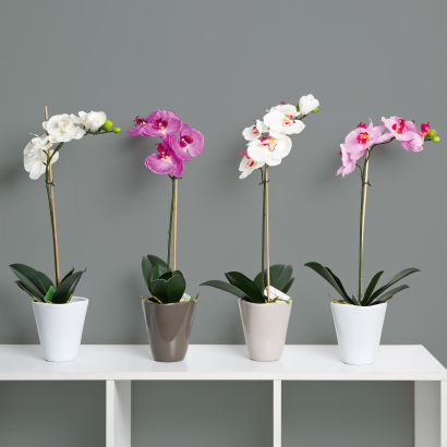Zijden orchidee
