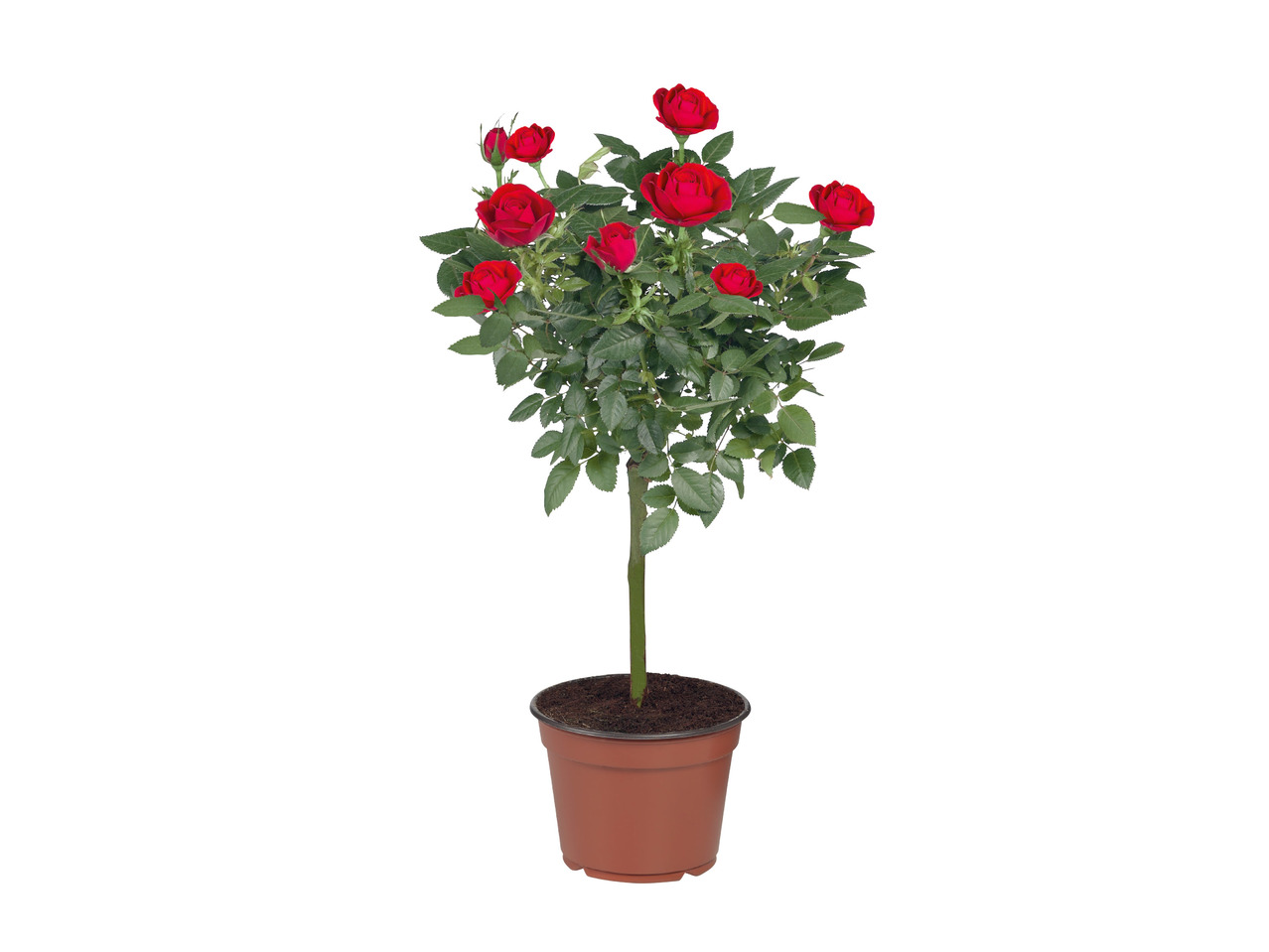 Standard Rose1