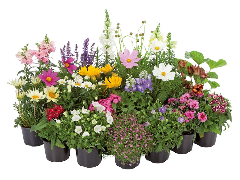 Garden Plants