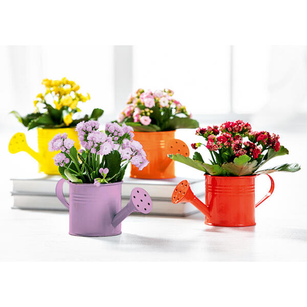 Mini Kalanchoe