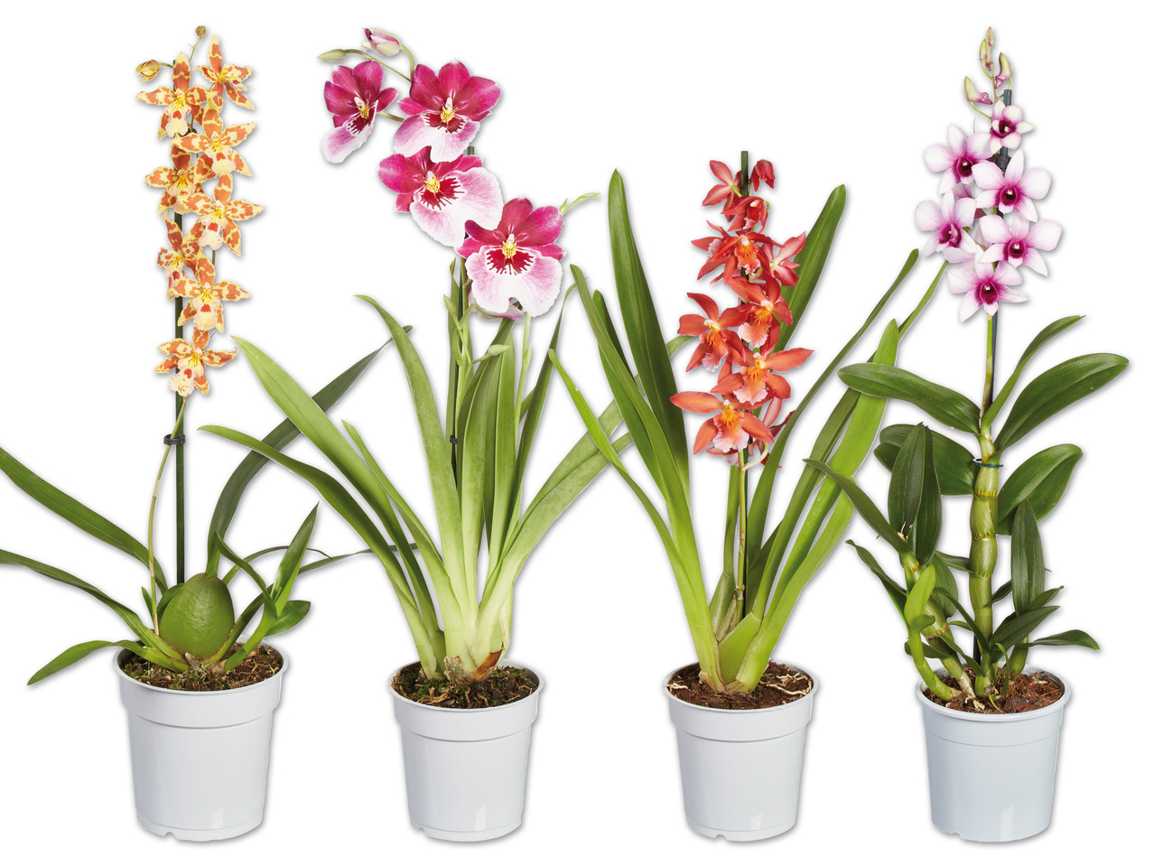 Orchidee 1-Trieber