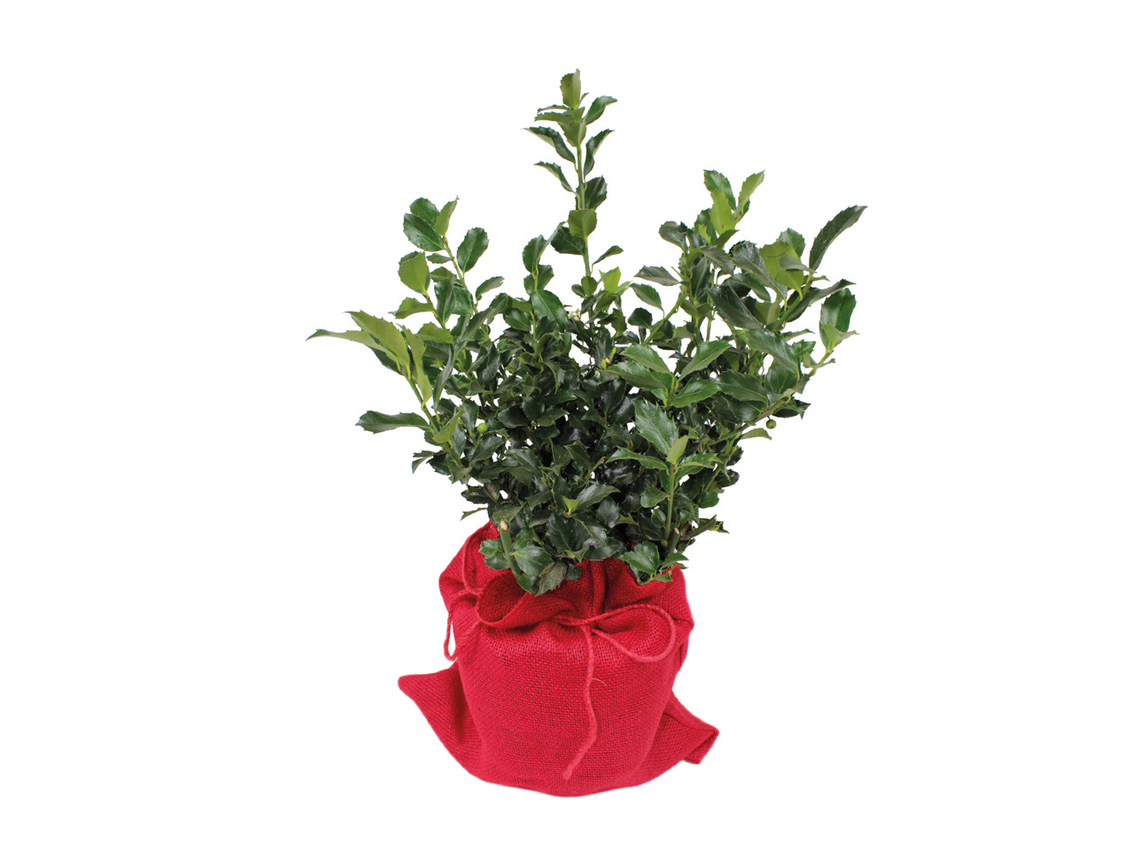 Ilex in Red Hessian1