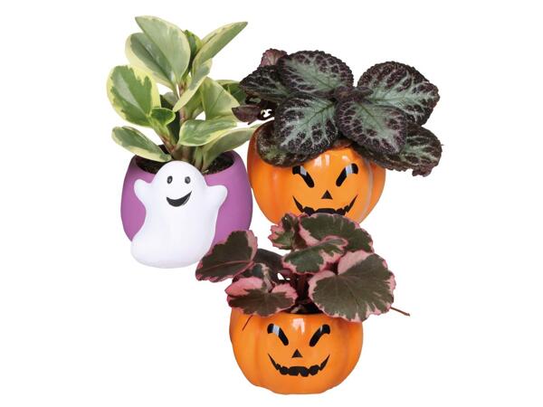 Green Plants In Halloween Pot