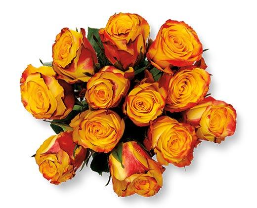 12 Stem Rose Bouquet Assorted Colors
