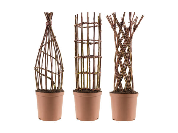 Saule (salix) tressé