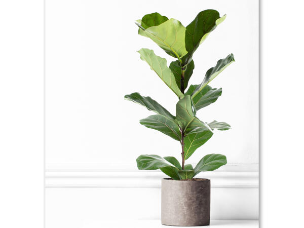 Violinfigen Ficus Lyrata
