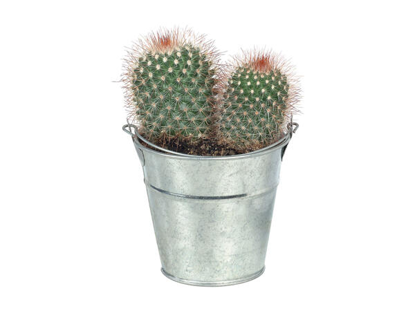 Cactus or Succulent