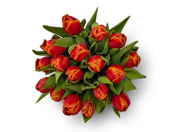 Tulip Abundance