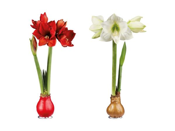 Amaryllis med voks