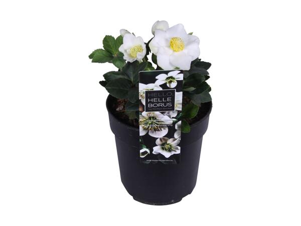 Julerose