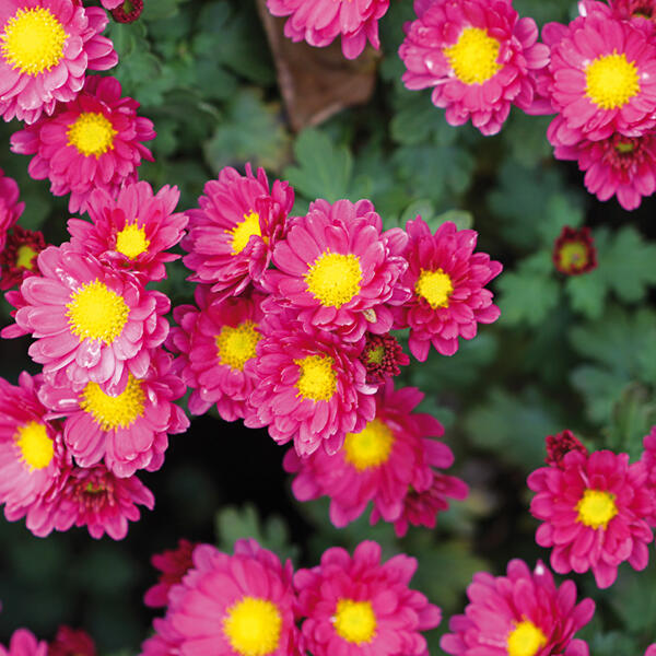 Topfchrysantheme