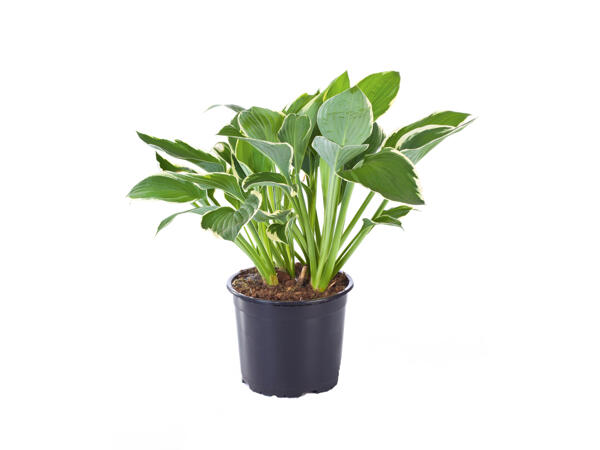 Hosta
