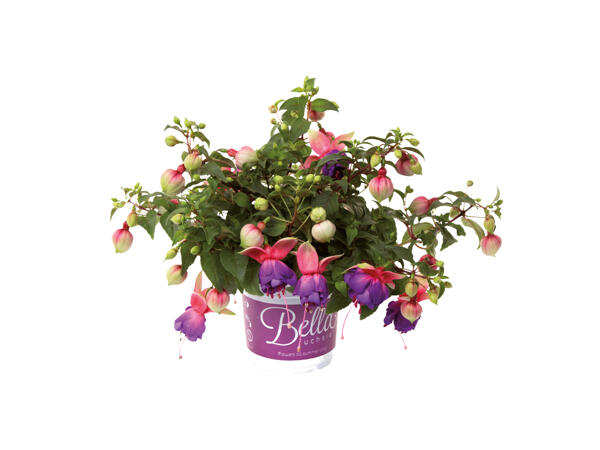 Fuchsia