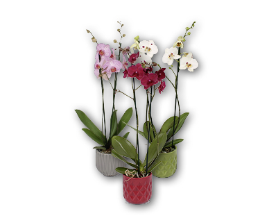 Orchidée