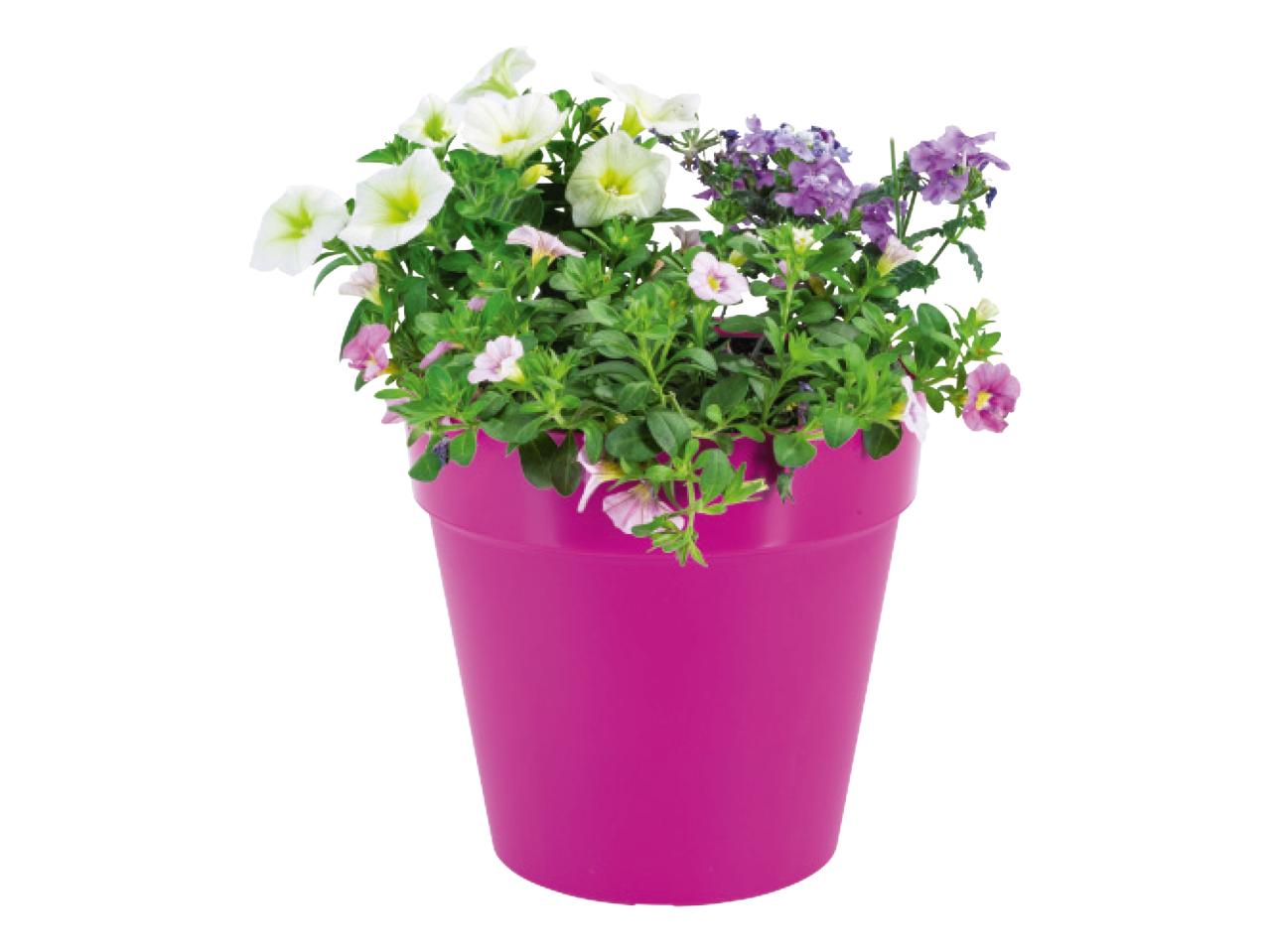 Festival colours in pot