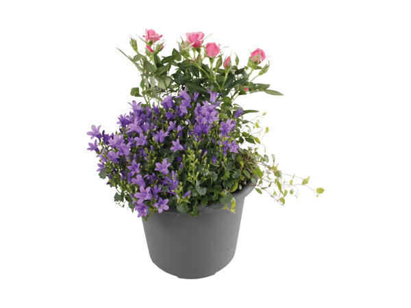 Sammenplantning