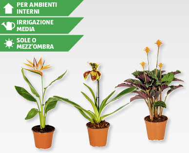 Rarità di piante in fiore GARDENLINE(R)