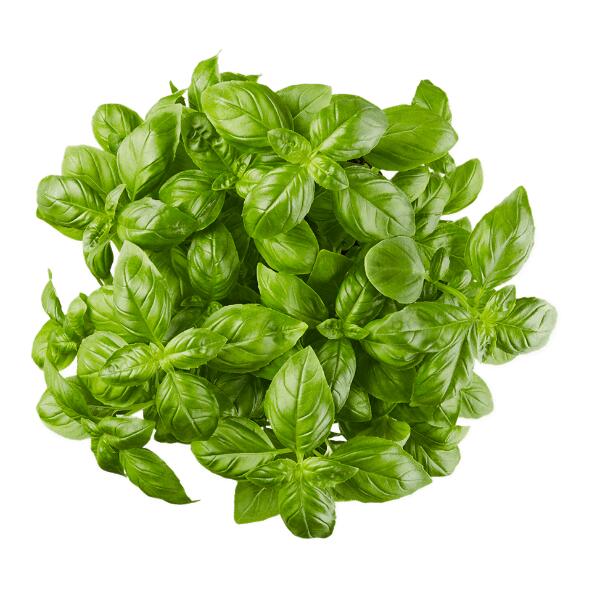 Basilic bio XXL