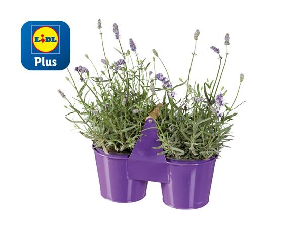 Lavande angustifolia dans un pot jumeau en zinc