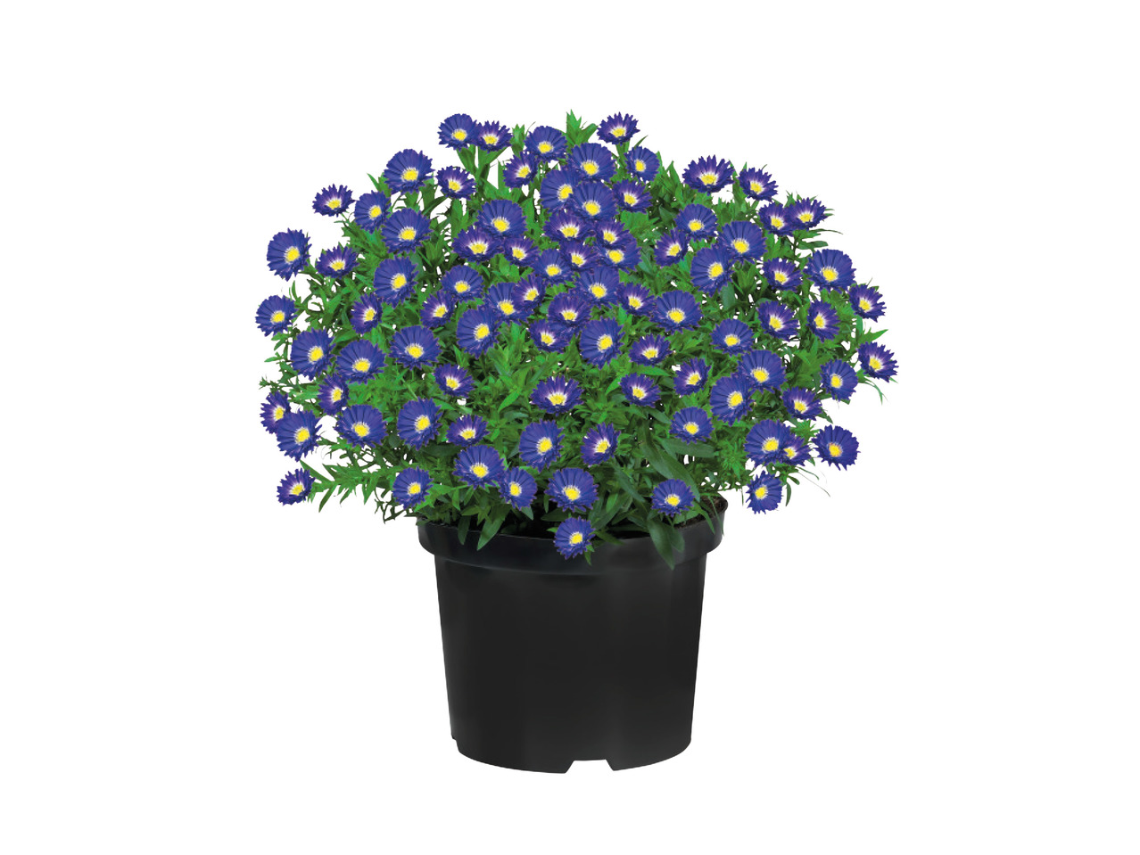 Sapphire Aster 1