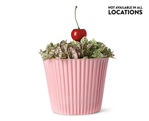 Pink Polka Dot Plant