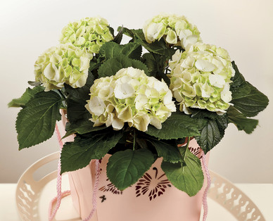 Premium Hydrangea in Gift Bag