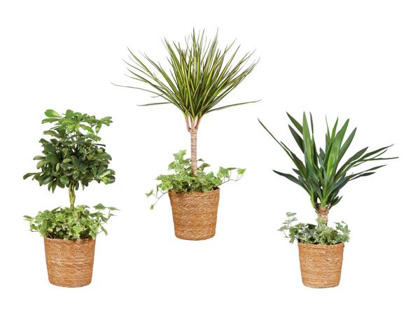 Plantes vertes avec lierre en corbeille