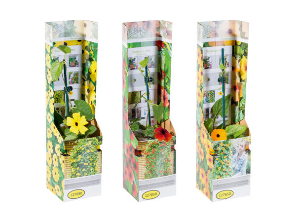 Thunbergia dans une boîte pliante