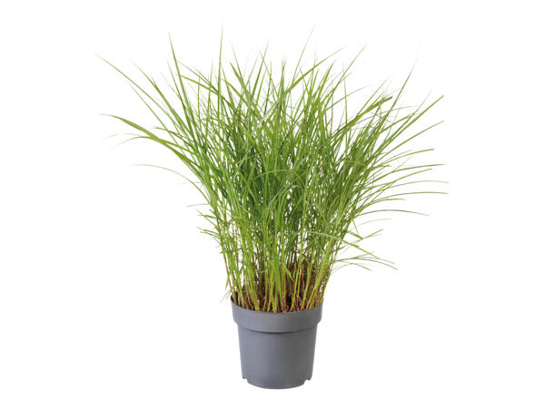 Pennisetum Grass