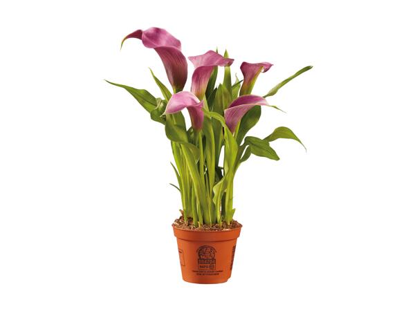 Calla