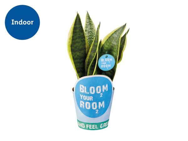 Indoor Plants