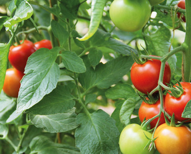 ZURÜCK ZUM URSPRUNG Bio-Fruchtgemüsepflanze aus Österreich